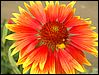 IMGP0402_Veneras flower.JPG